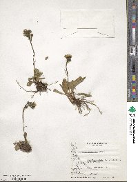 Hieracium antarcticum image