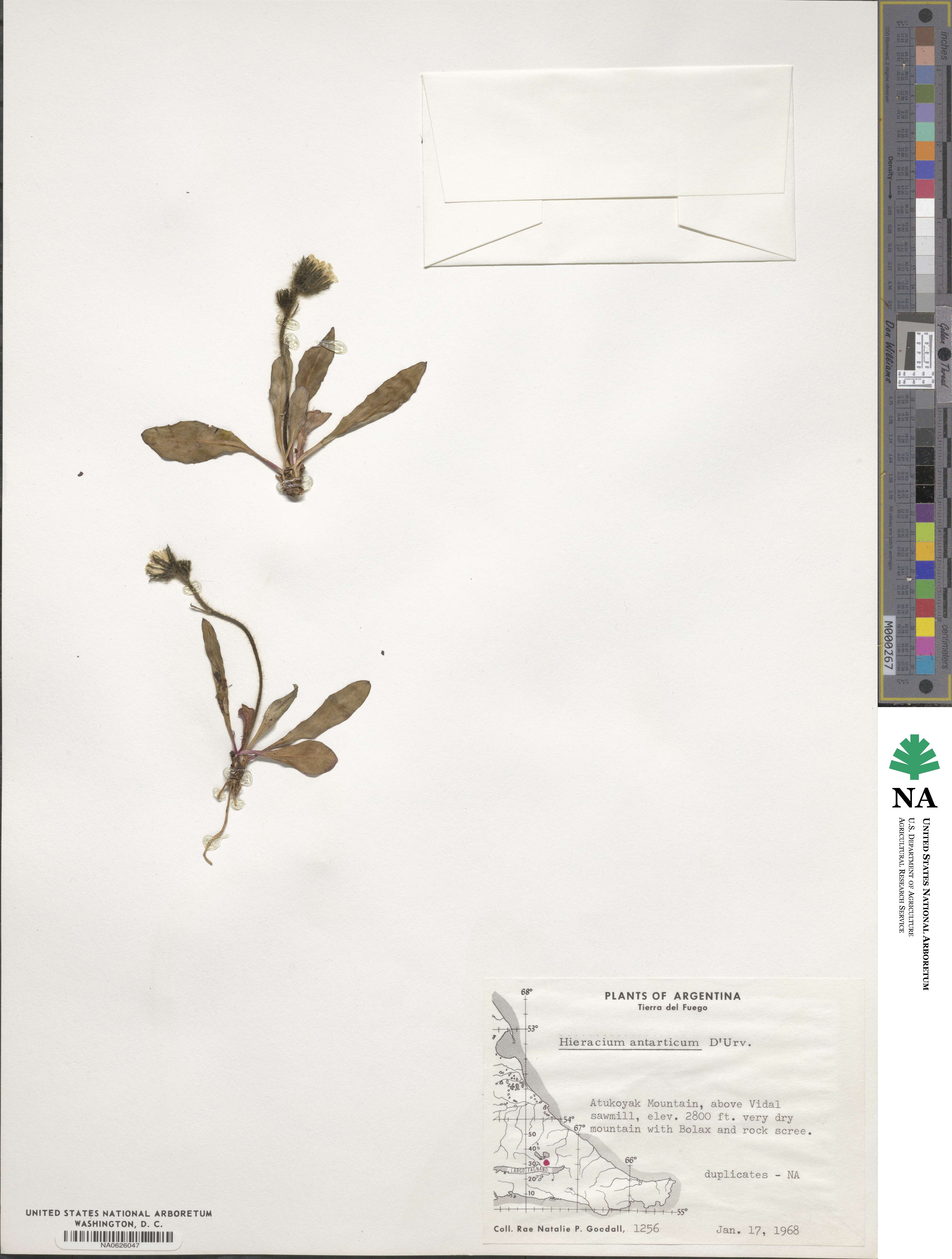 Hieracium antarcticum image