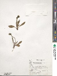 Hieracium antarcticum image