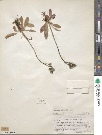 Hieracium antarcticum image