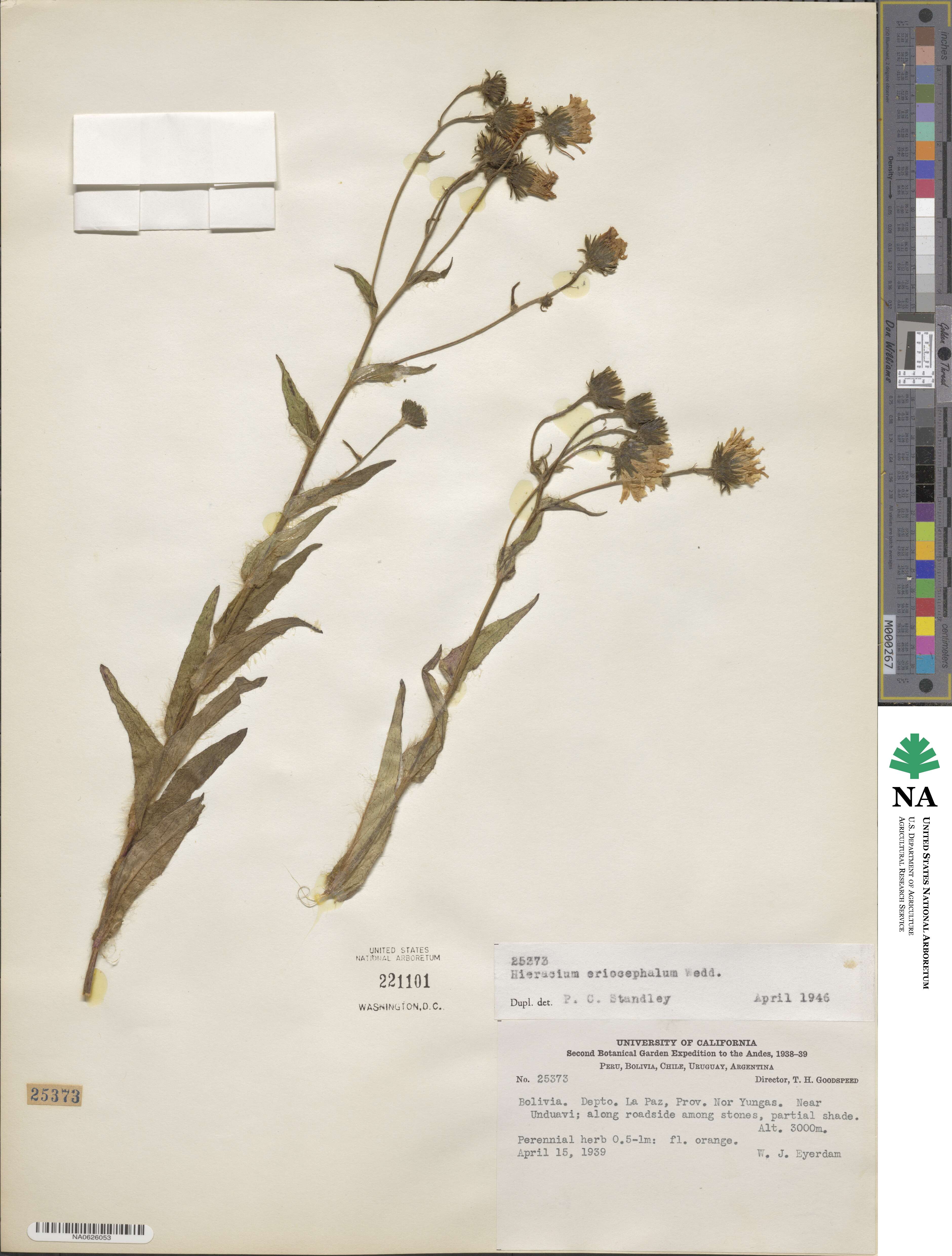 Hieracium erianthum image