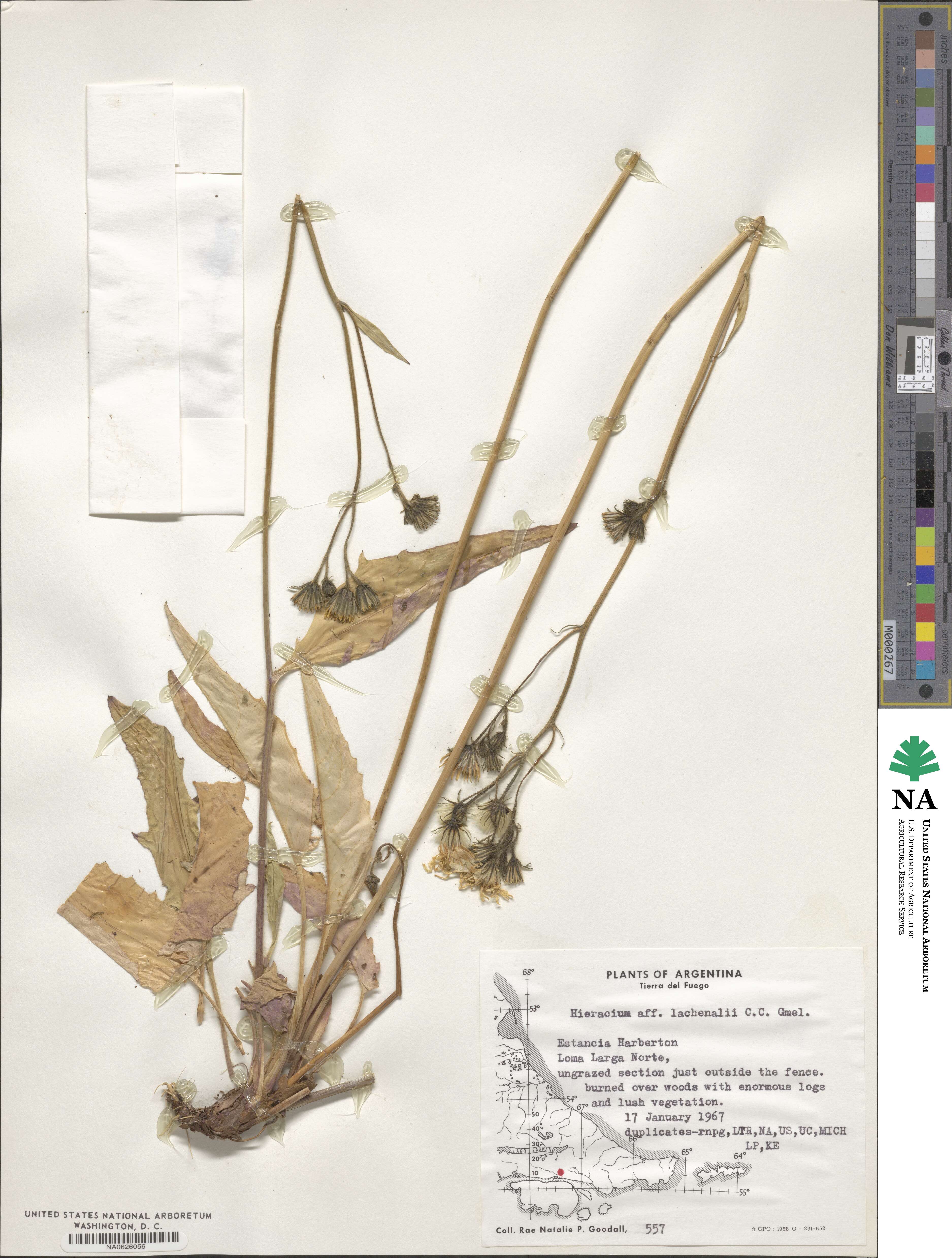 Hieracium lachenalii image