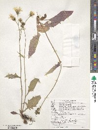 Hieracium lachenalii image