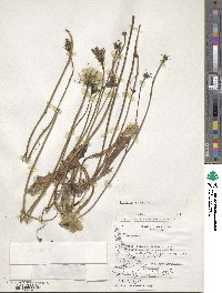 Hieracium murorum image