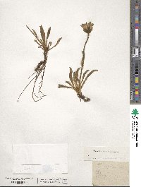 Hieracium alpinum image