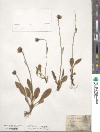 Hieracium alpinum image