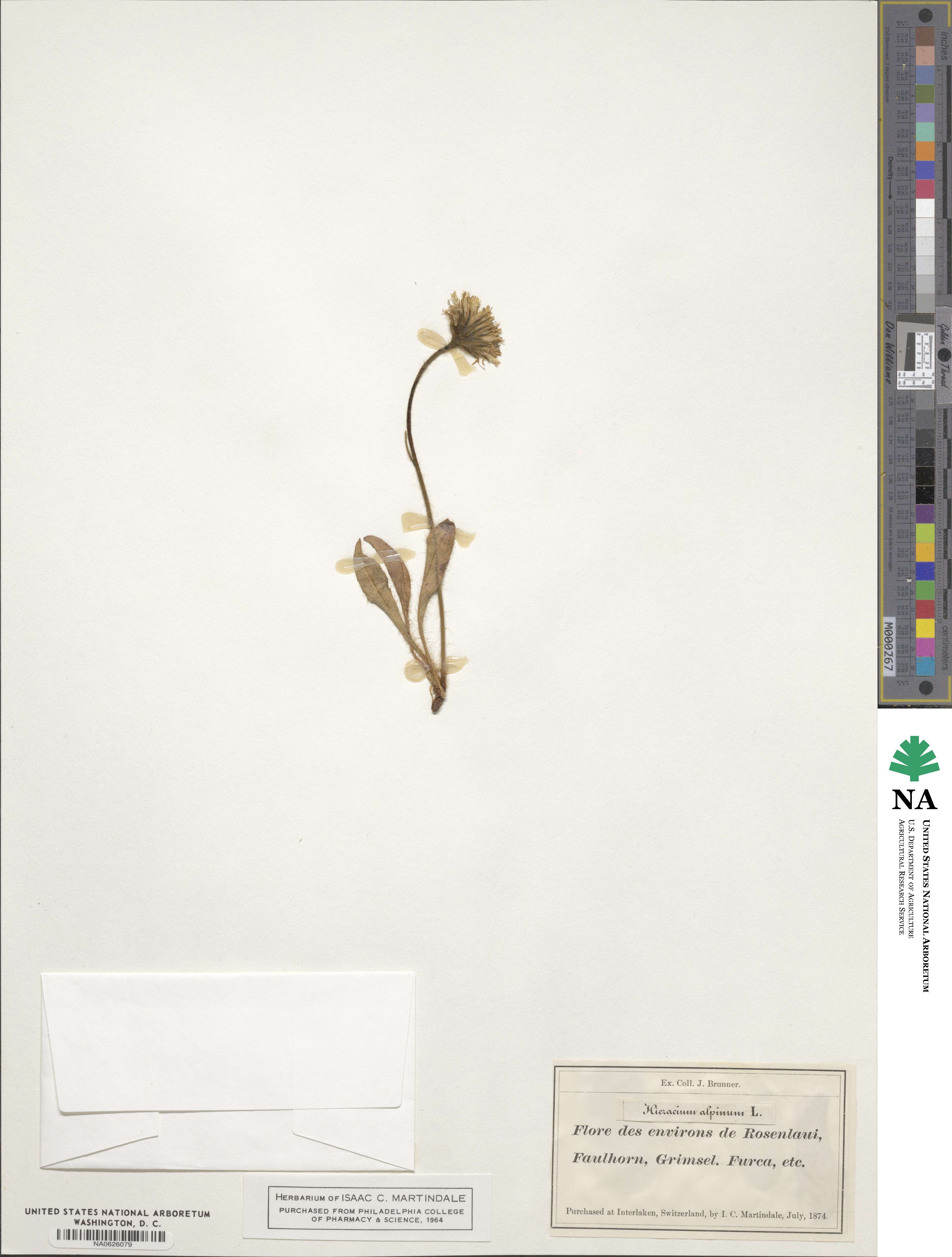 Hieracium alpinum image