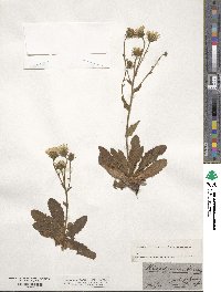 Hieracium amplexicaule image