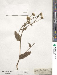 Hieracium amplexicaule image