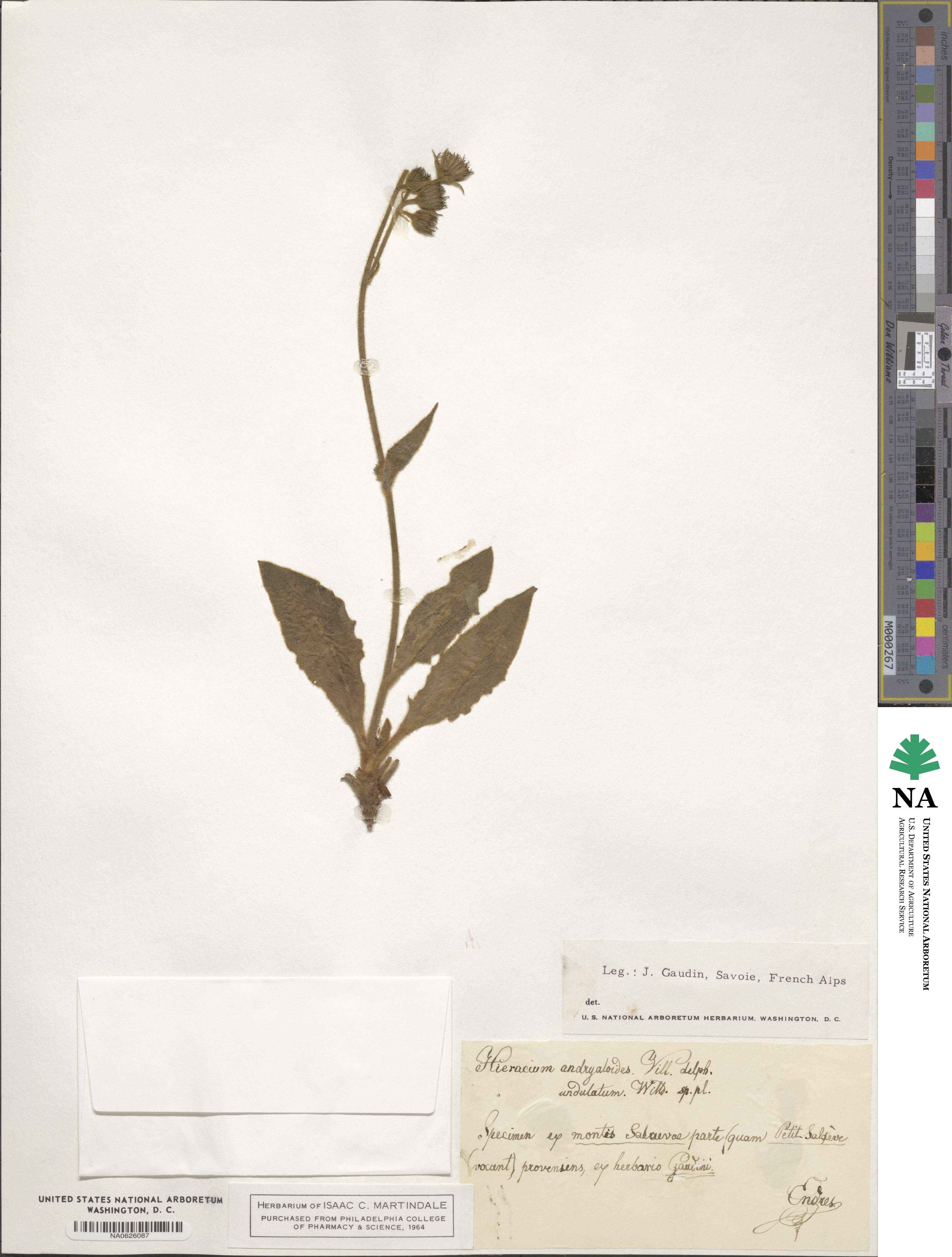 Hieracium tomentosum subsp. andryaloides image