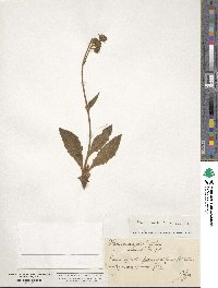 Hieracium tomentosum subsp. andryaloides image