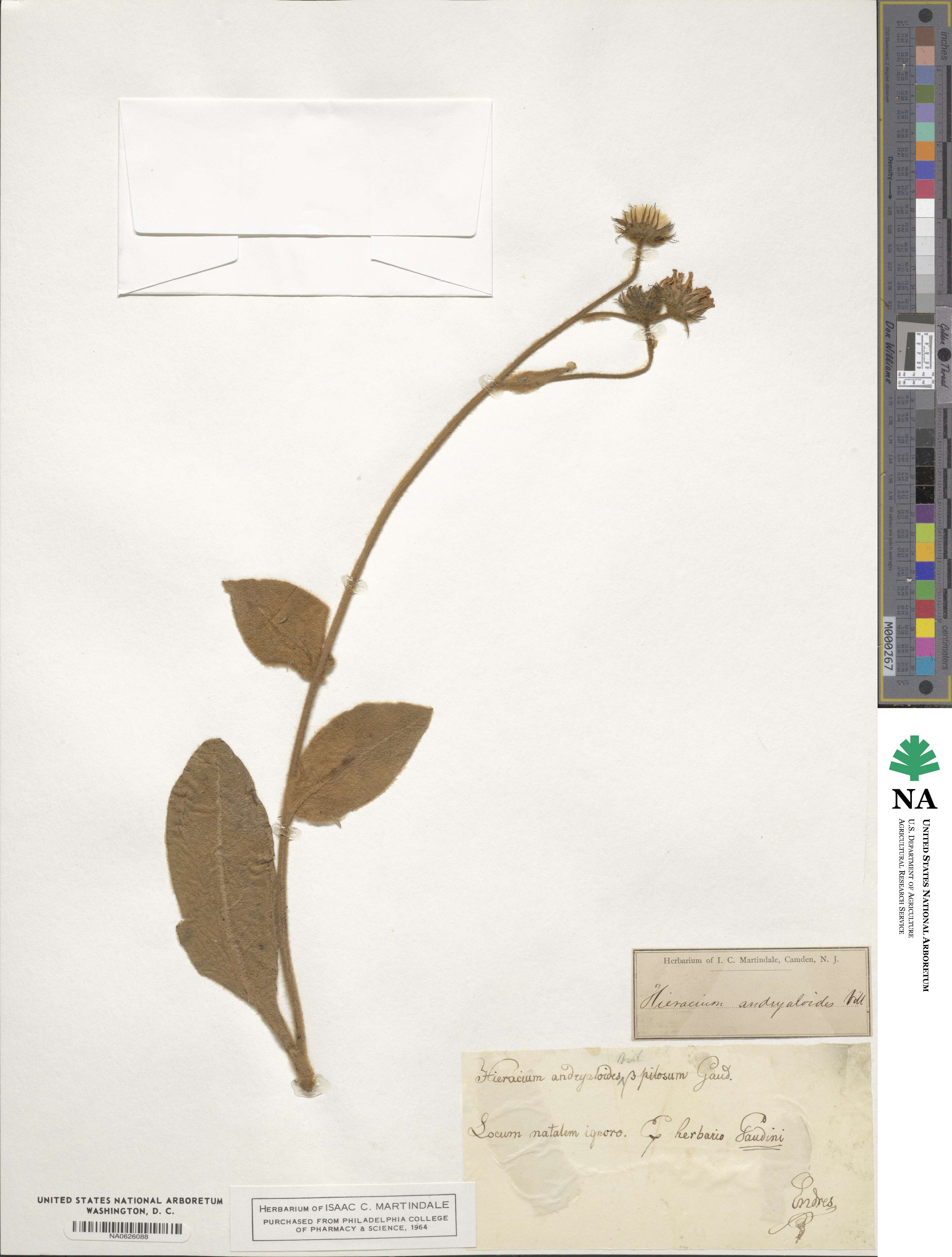 Hieracium tomentosum subsp. andryaloides image