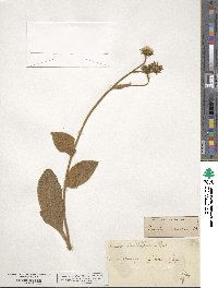 Hieracium tomentosum subsp. andryaloides image