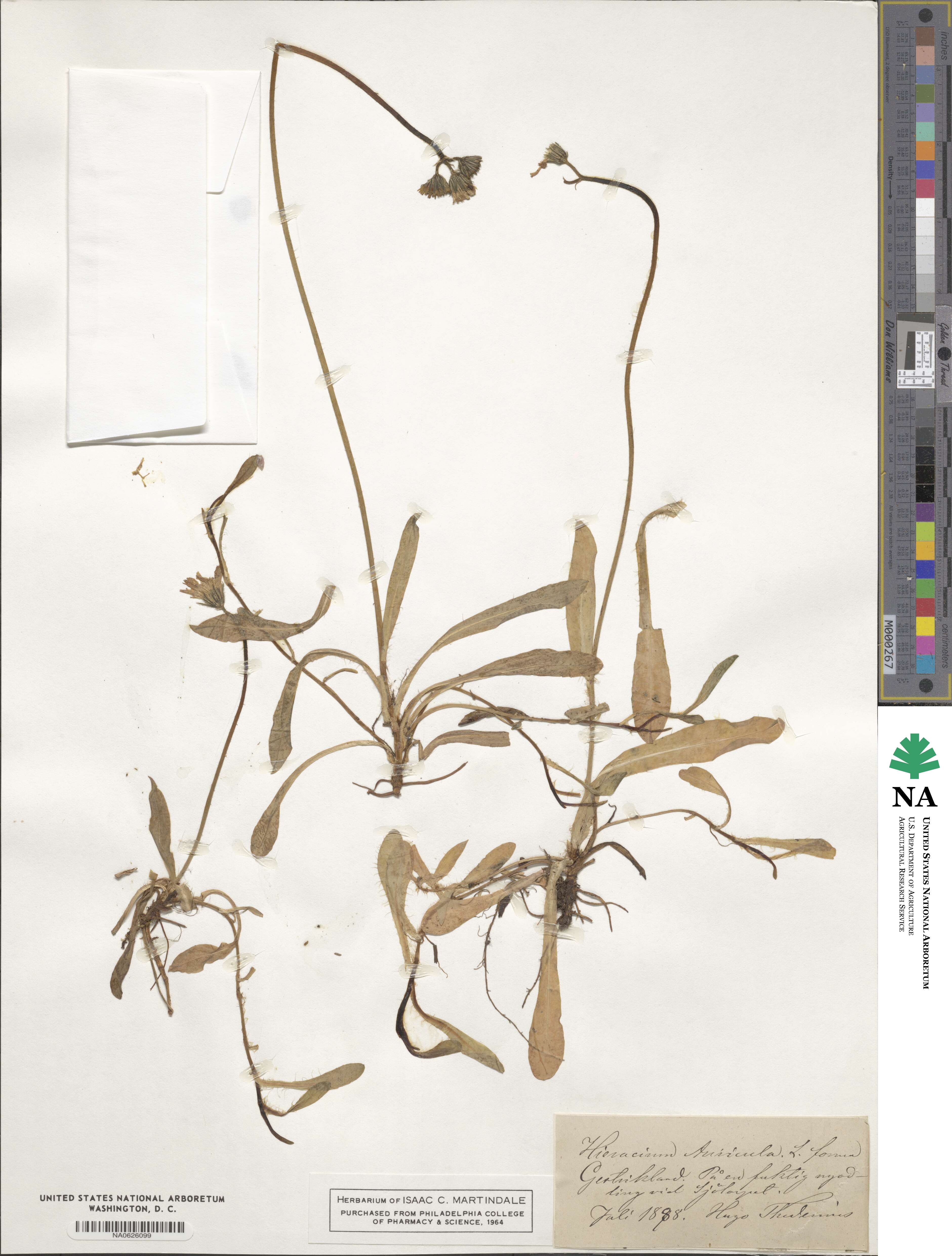 Hieracium auricula image