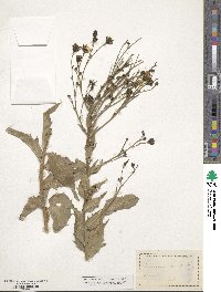 Hieracium boreale image