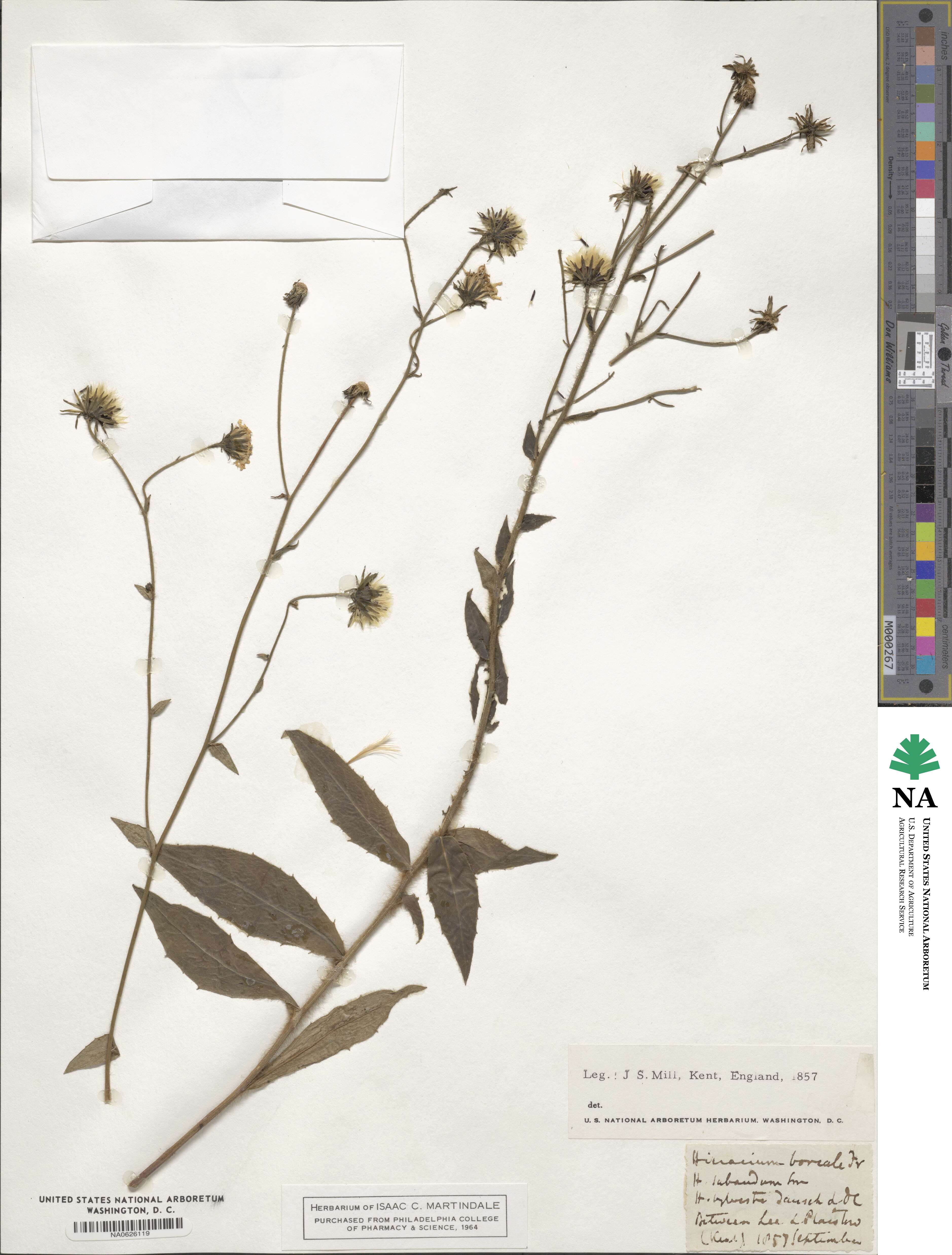 Hieracium boreale image