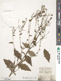 Hieracium boreale image