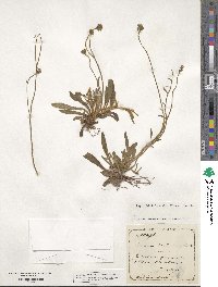 Pilosella acutifolia subsp. acutifolia image