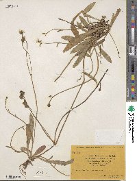 Pilosella acutifolia image