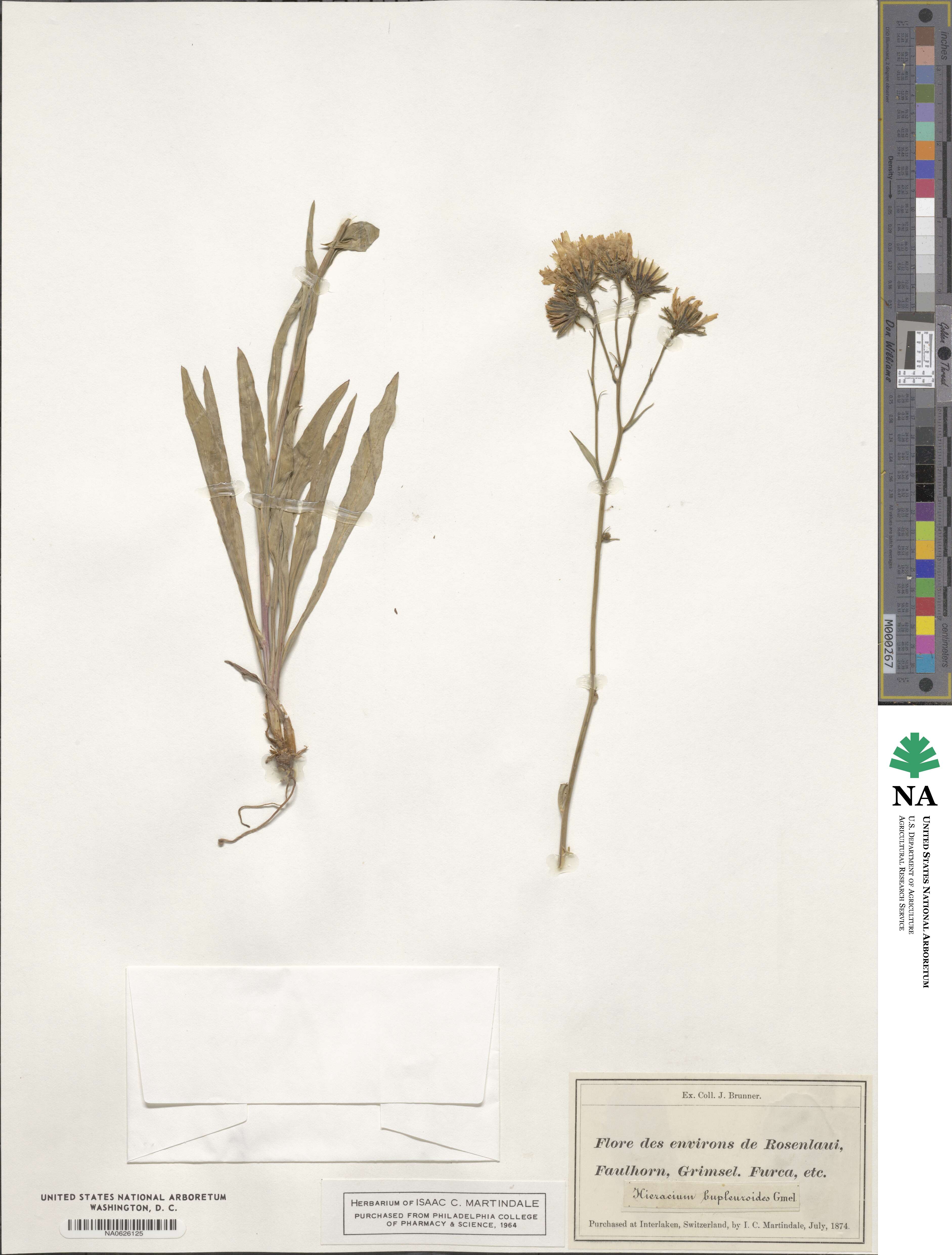 Hieracium bupleuroides image