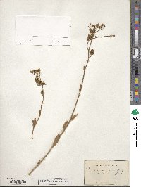 Hieracium scouleri image