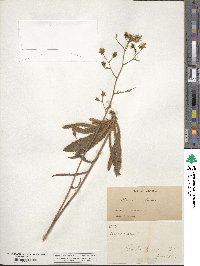 Hieracium scouleri image