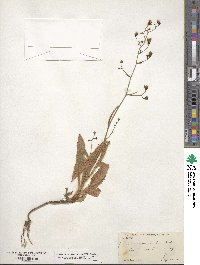 Hieracium scouleri image