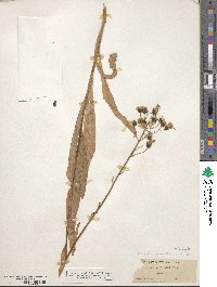 Hieracium scouleri image