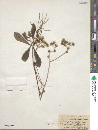Hieracium traillii image