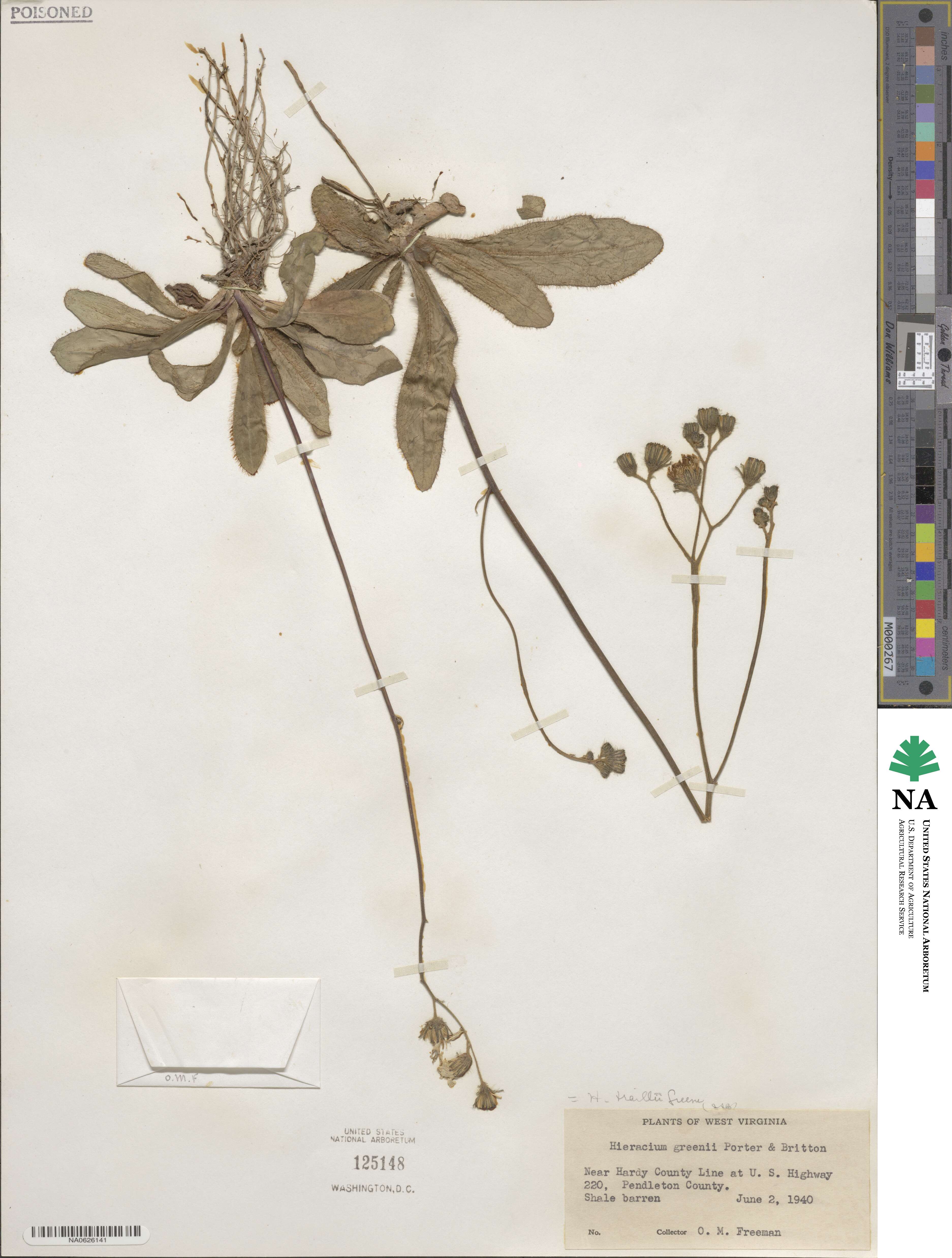 Hieracium traillii image