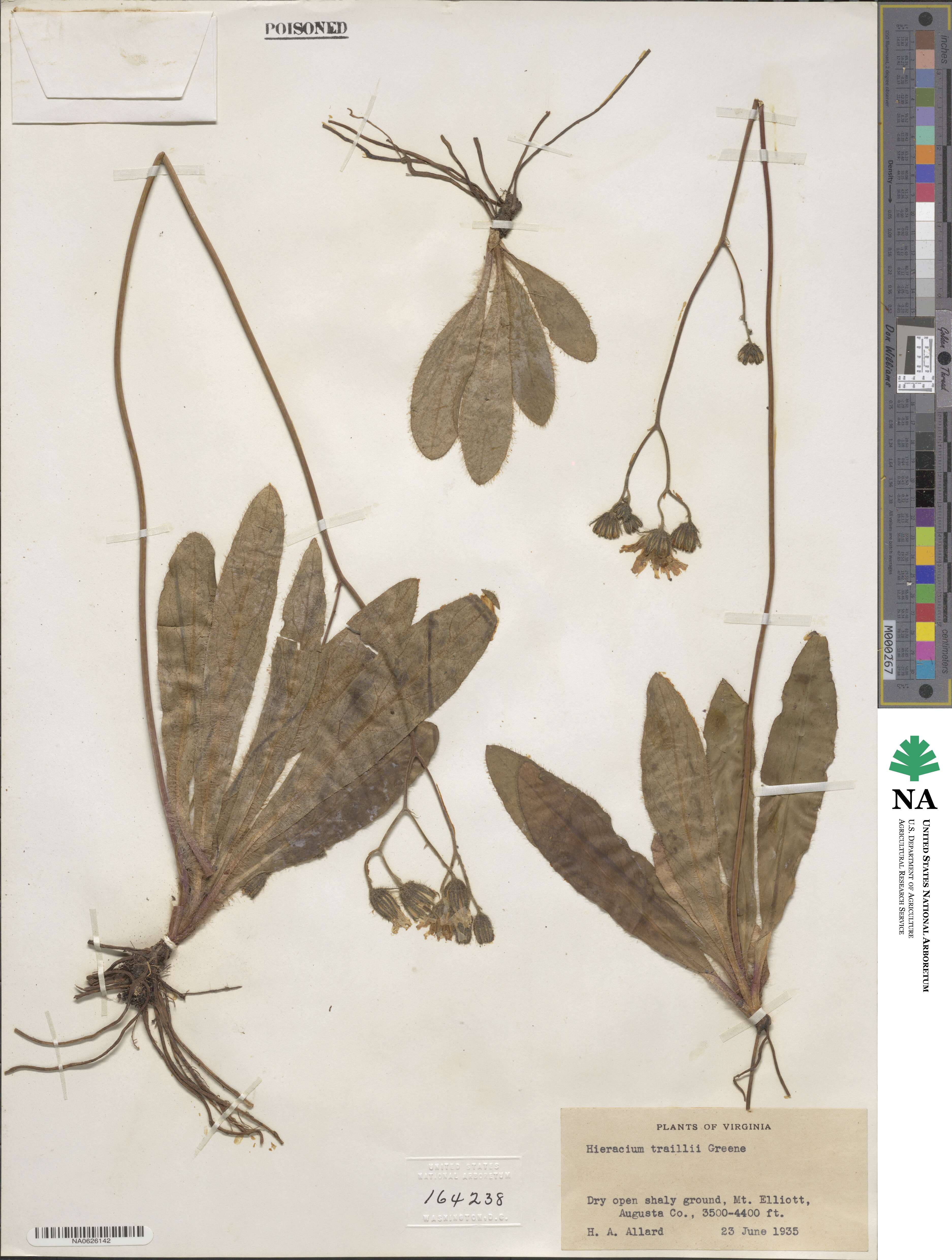 Hieracium traillii image