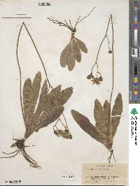Hieracium traillii image