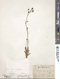 Hieracium triste image