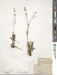 Hieracium triste image