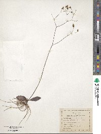 Hieracium venosum image