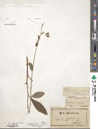 Hieracium venosum image