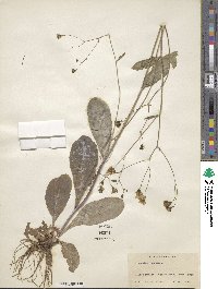 Hieracium venosum image