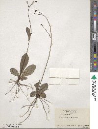 Hieracium venosum image