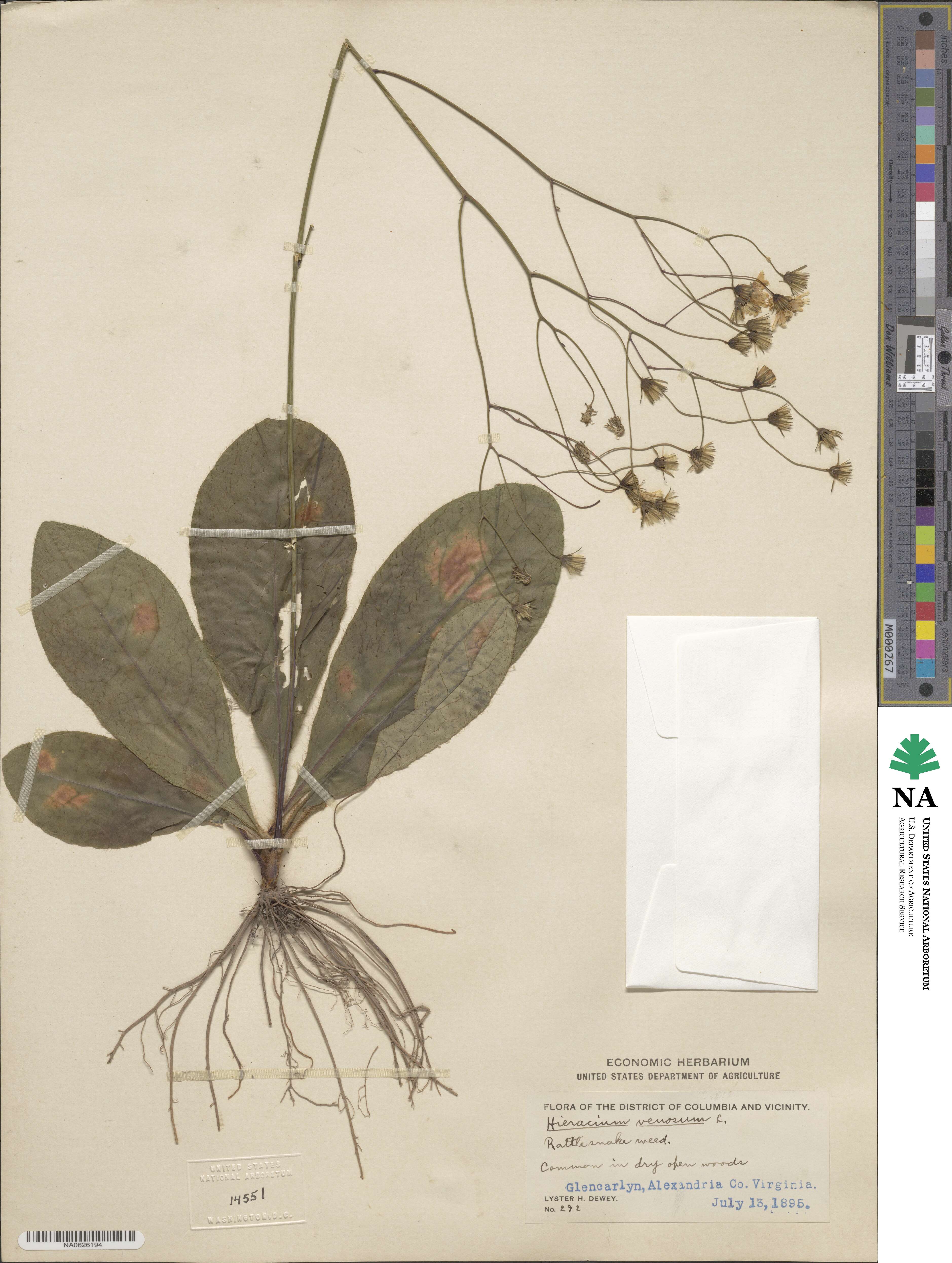 Hieracium venosum image