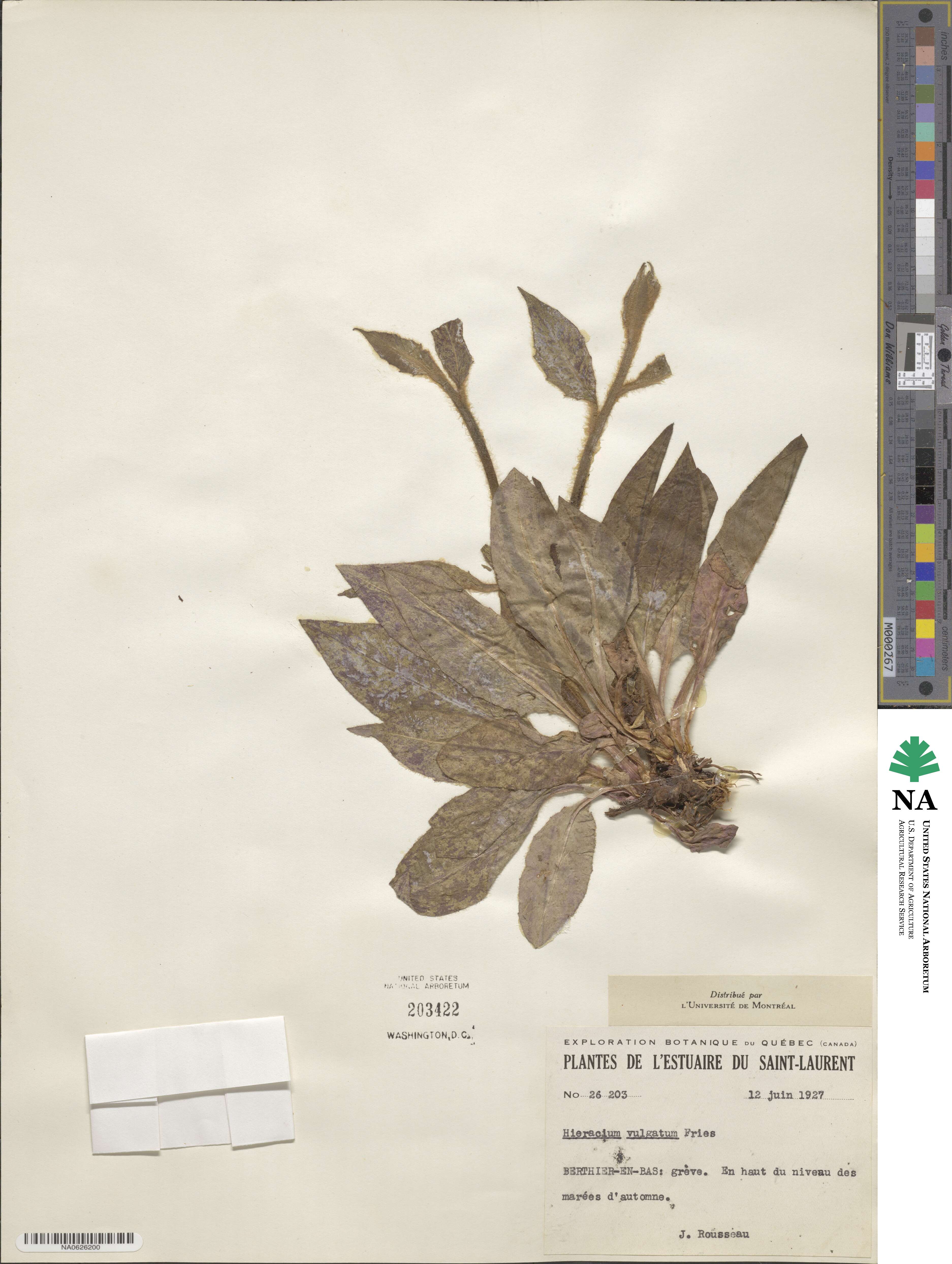 Hieracium diaphanoides subsp. faucinum image