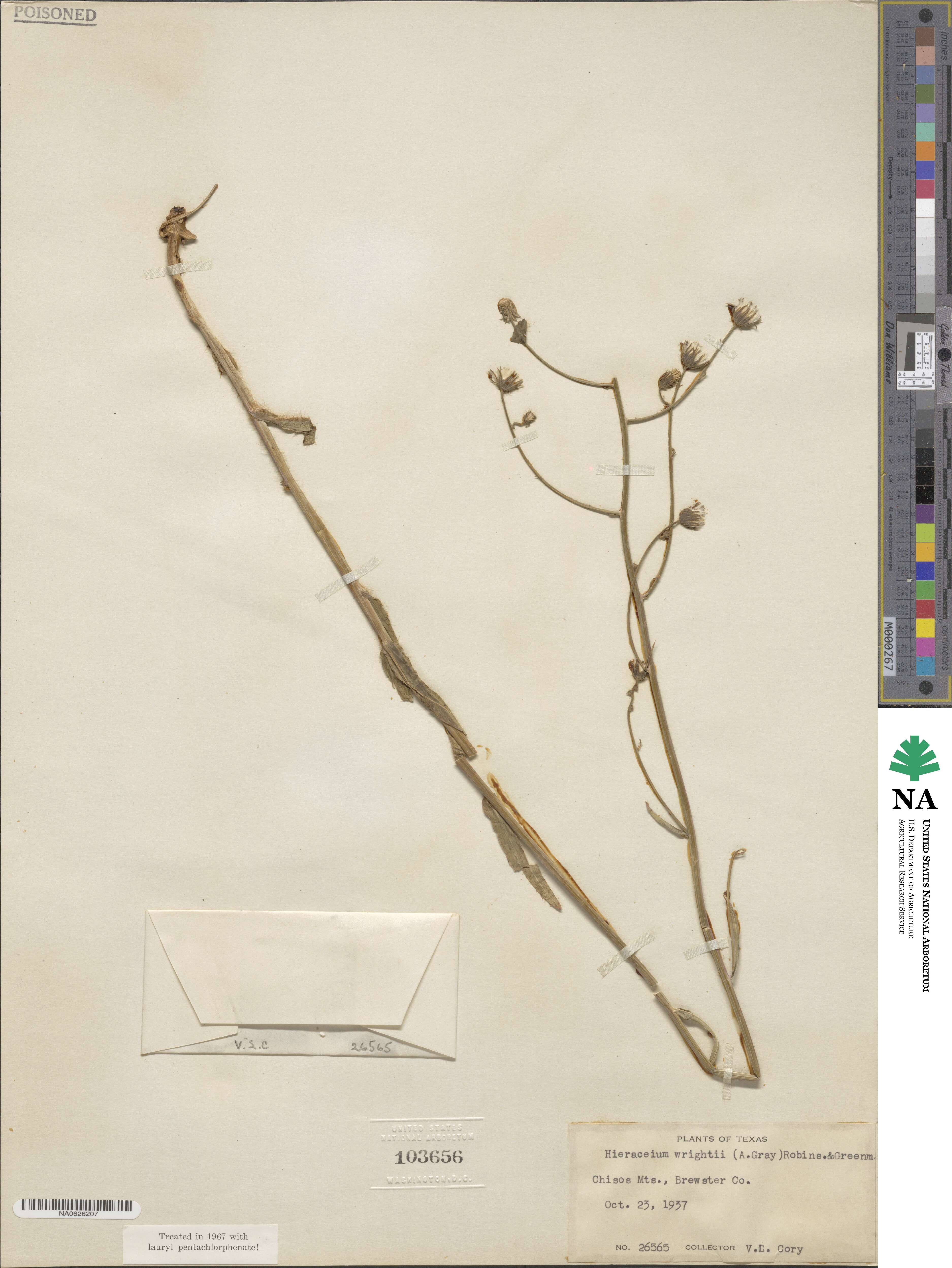 Hieracium friesii image