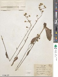 Hieracium abscissum image