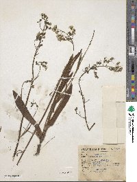Hieracium abscissum image