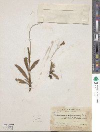 Hieracium abscissum image