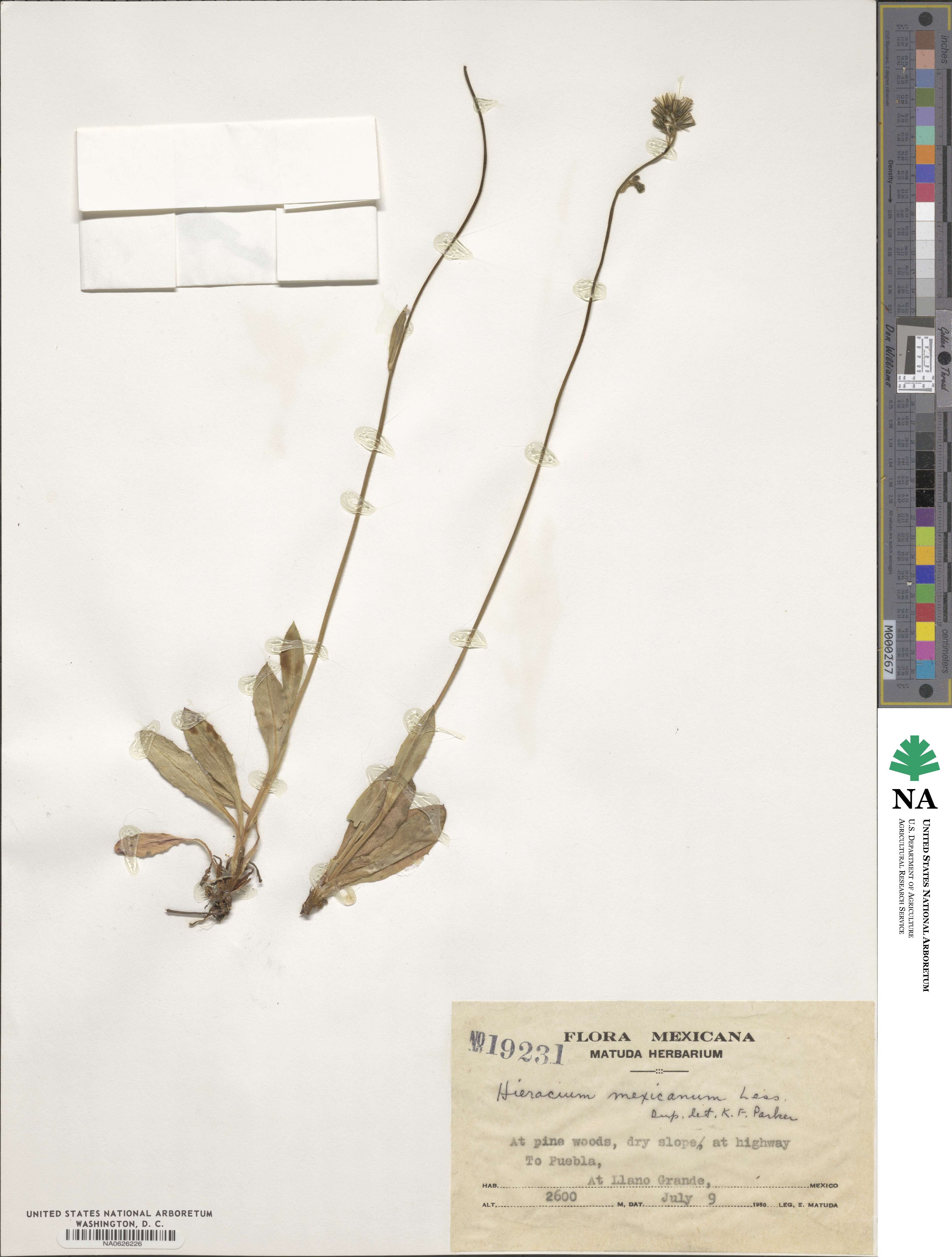 Hieracium mexicanum image