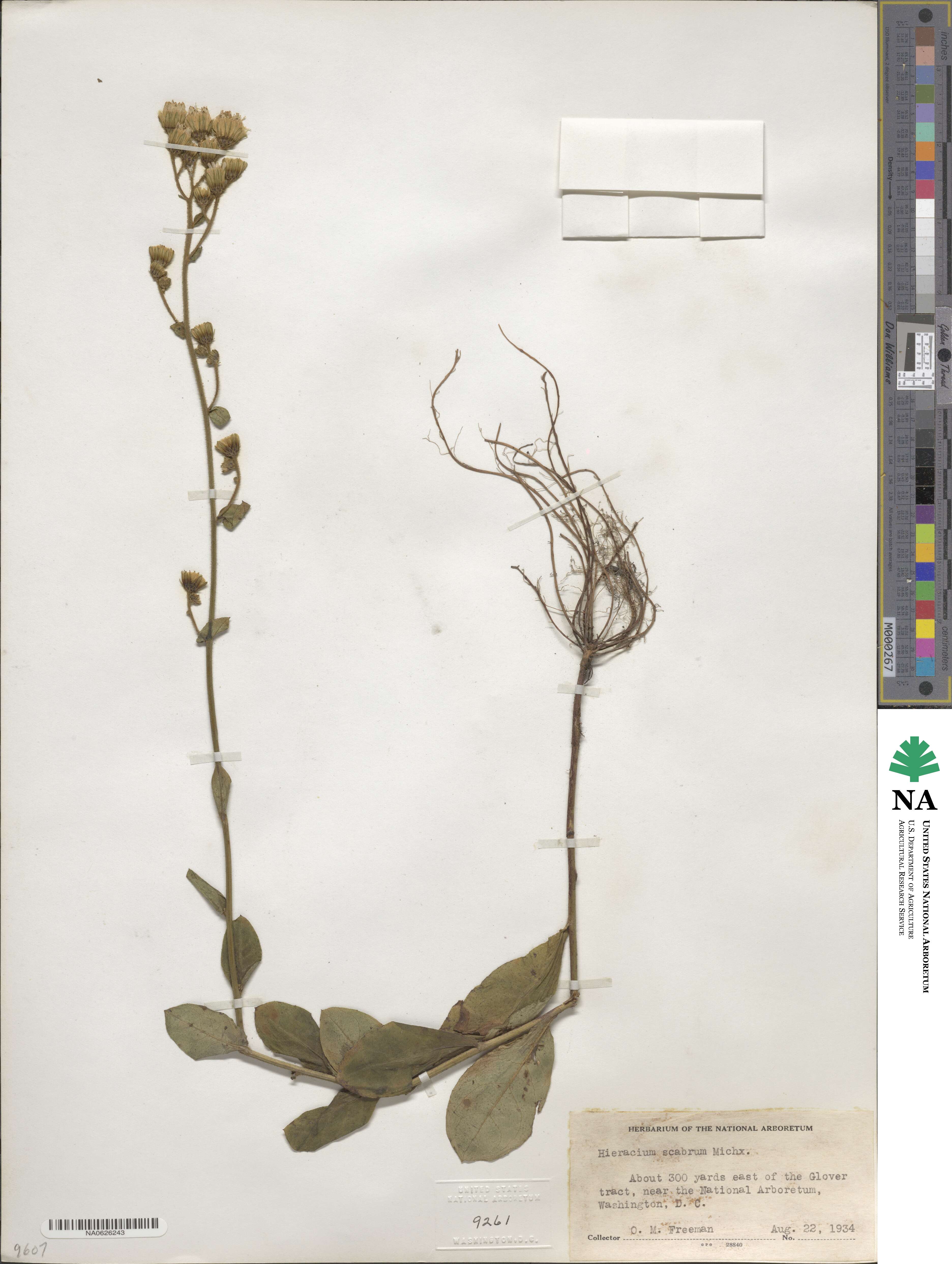 Hieracium scabrum image