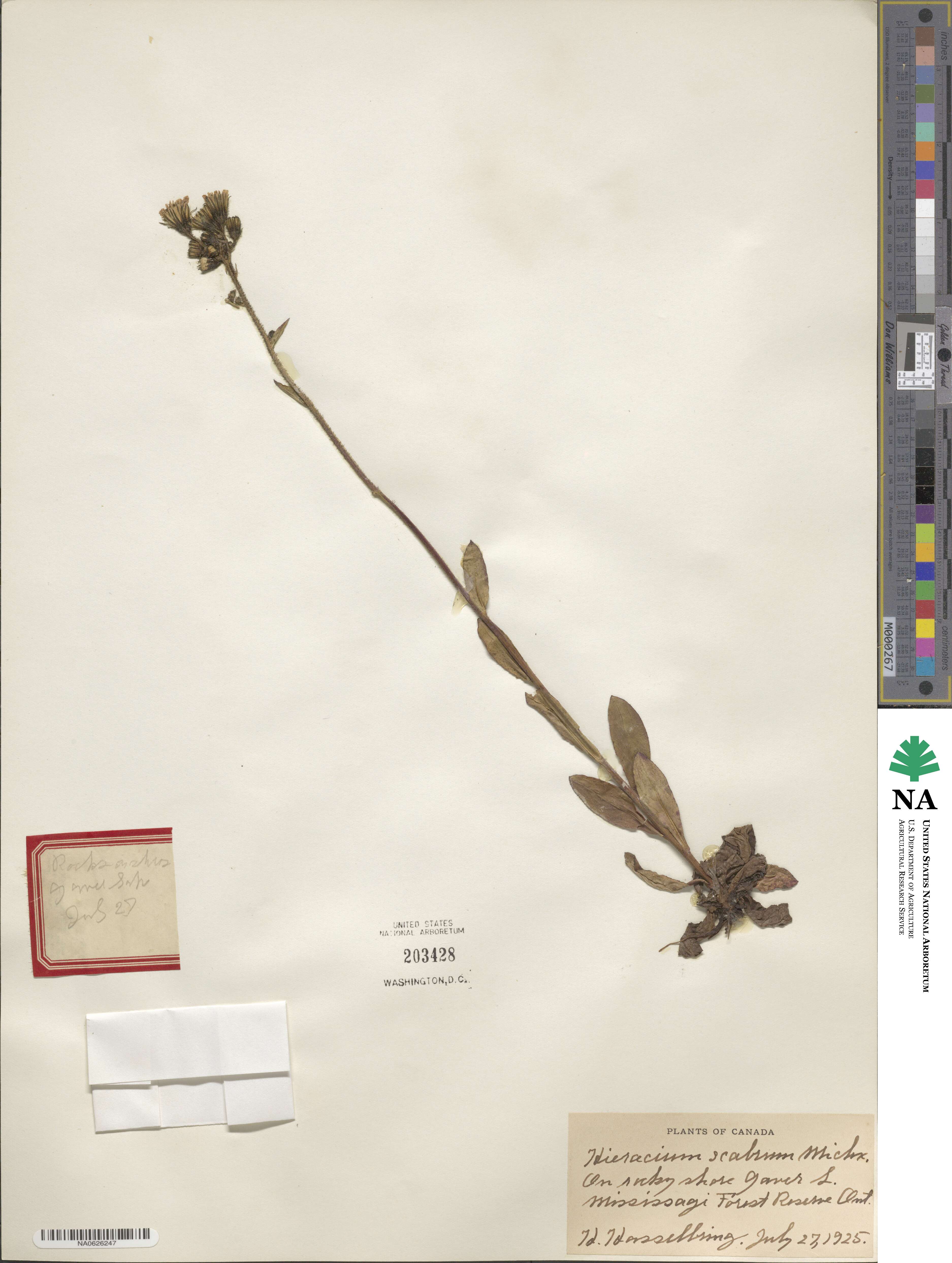 Hieracium scabrum image