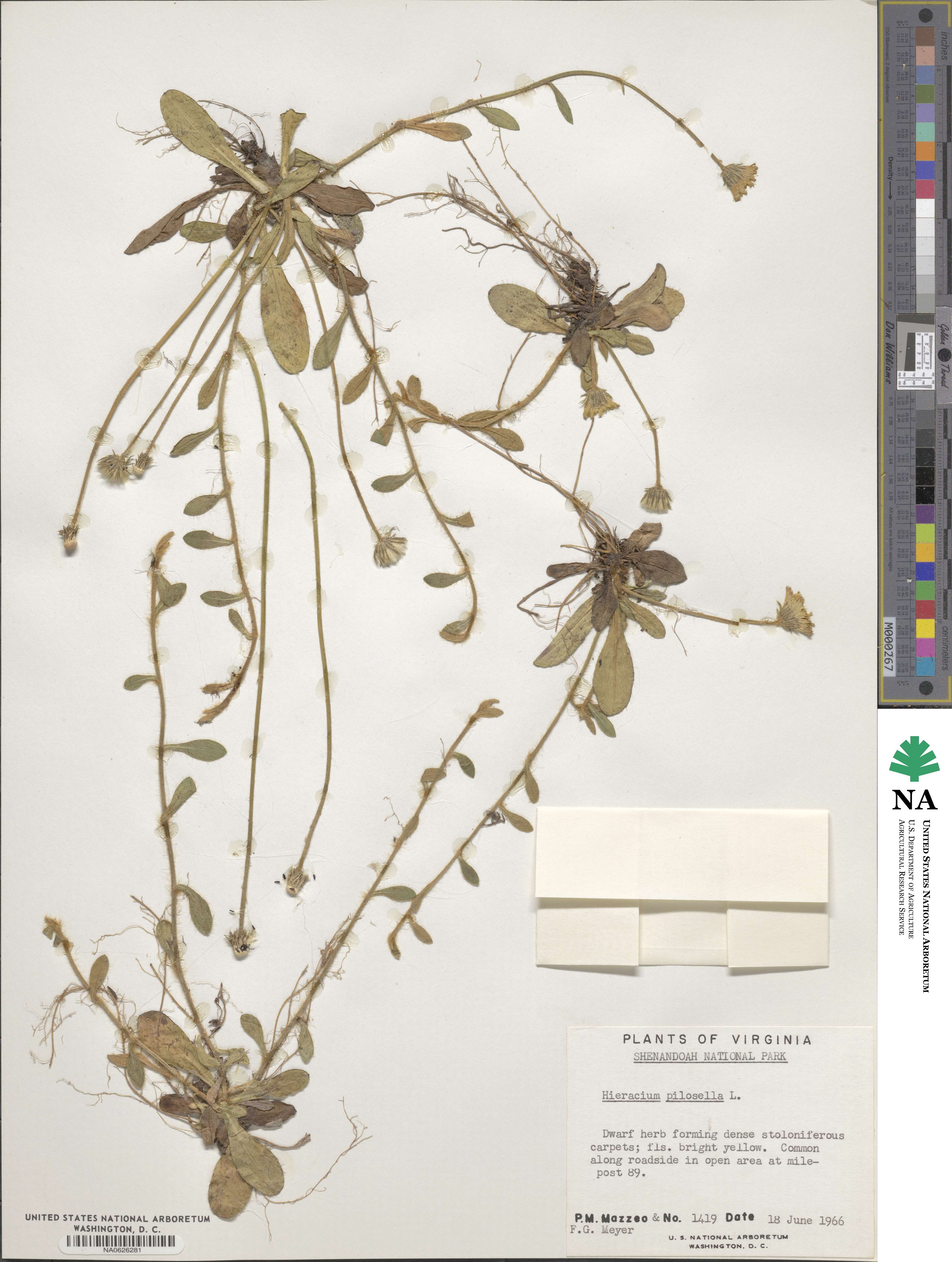 Pilosella officinarum image