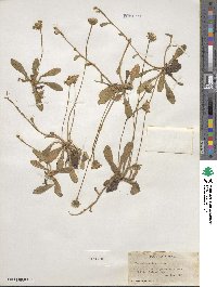 Pilosella officinarum image