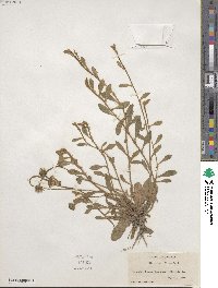 Pilosella officinarum image